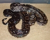 Black-Eyed Type II Anerythristic - Male