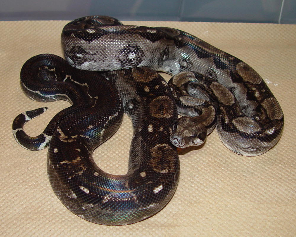 Black-Eyed Type II Anerythristic - Male