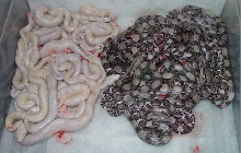 2009 SNOW Boa Litter #2