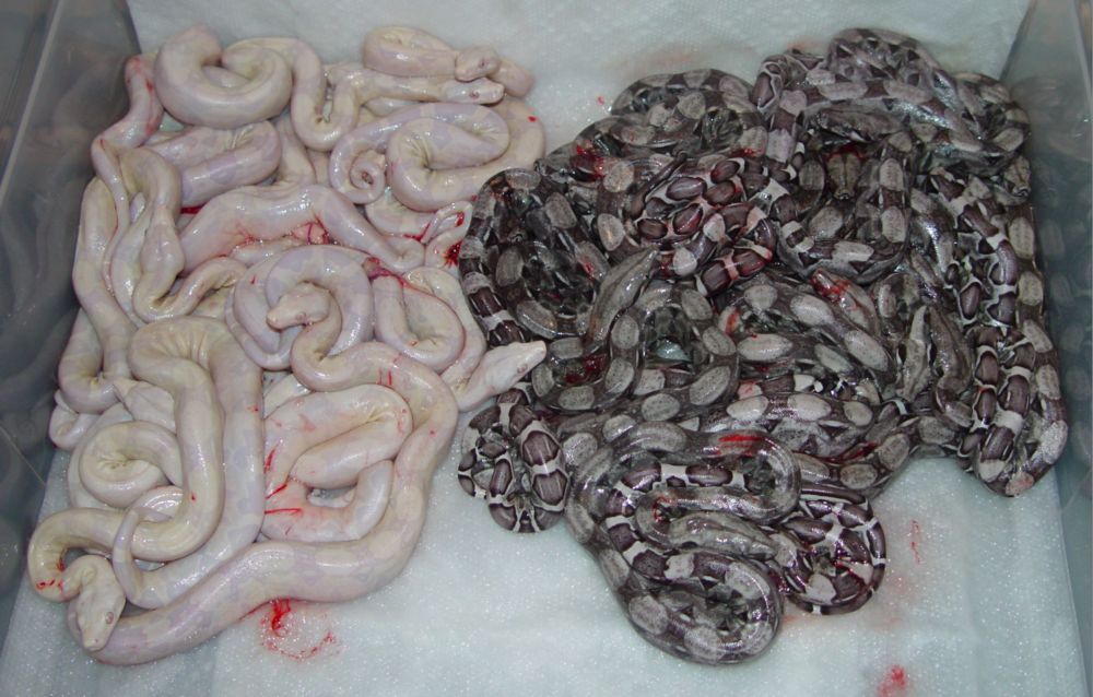 2009 SNOW Boa Litter #2