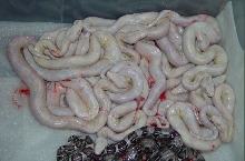 2009 SNOW Boa Litter #2