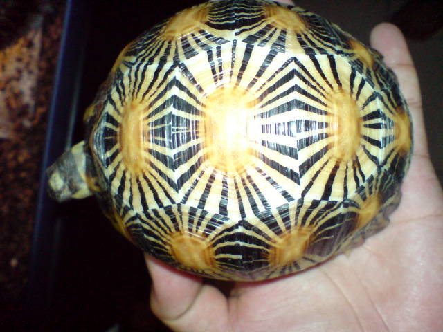 top view