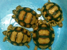 Baby Yniphora