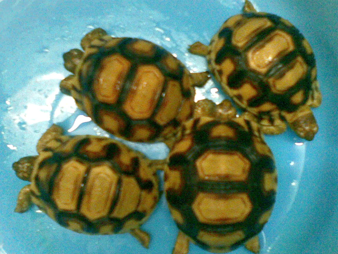 Baby Yniphora