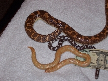albino axanthic and normal