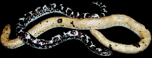 sand boas