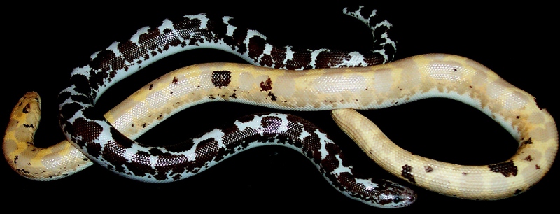 sand boas