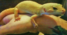 albino patternless