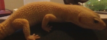 patternless albino