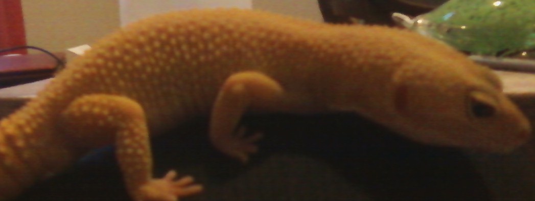 patternless albino