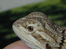 Yoshi