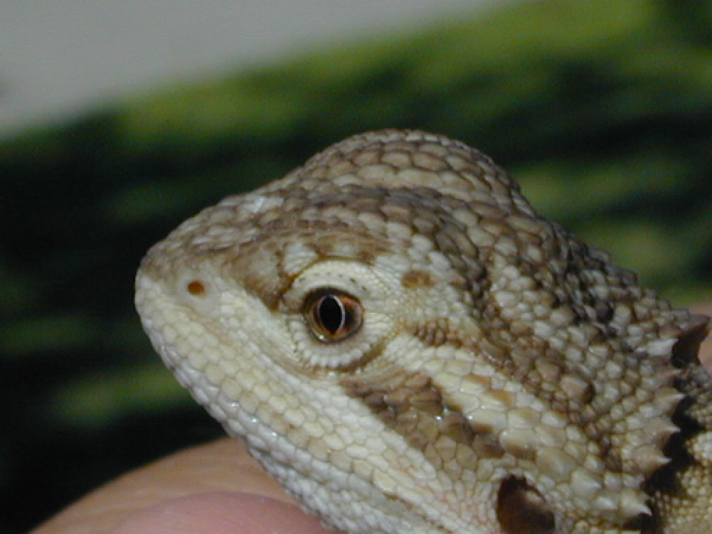 Yoshi