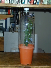 Bug jar