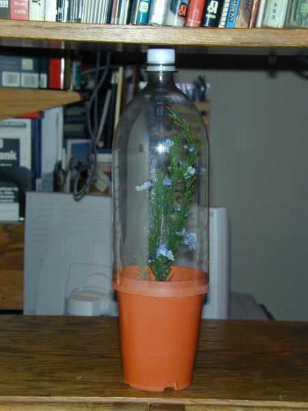 Bug jar