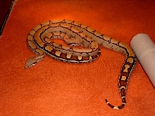 Squaretail male and female