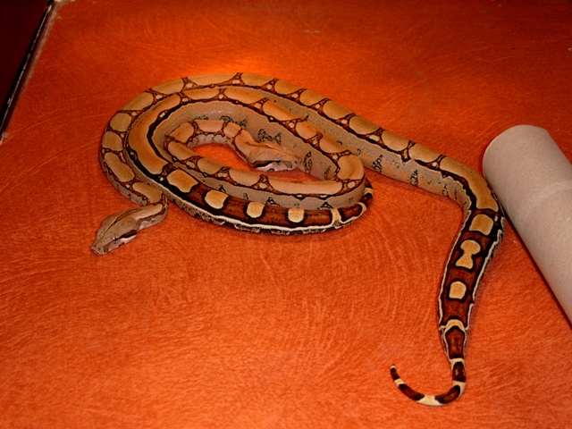 Squaretail male and female