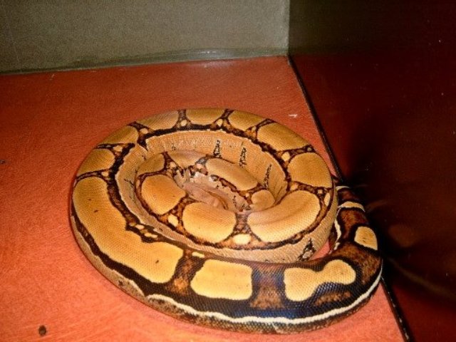 Squaretail male