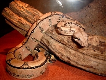 Squaretail female