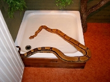 Squaretailboa female