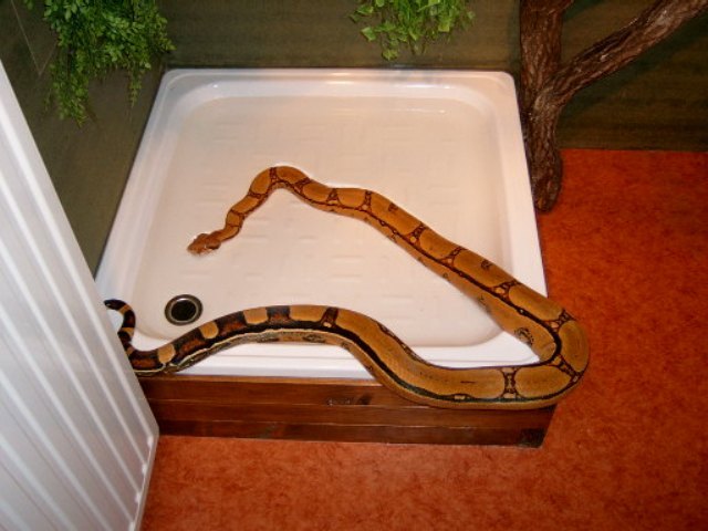 Squaretailboa female