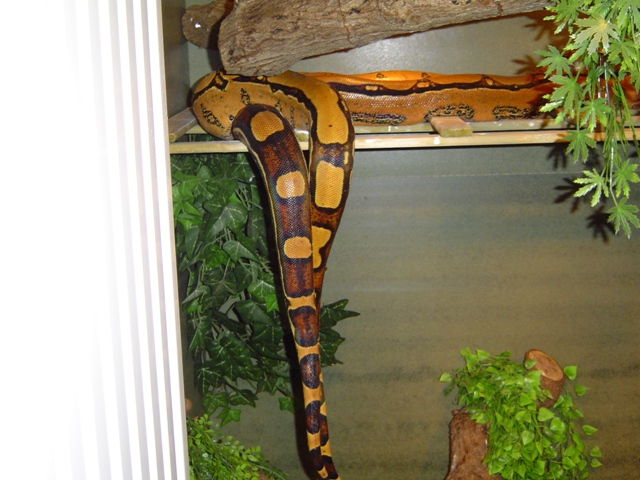 squaretails breeding