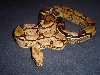 Squaretail male
