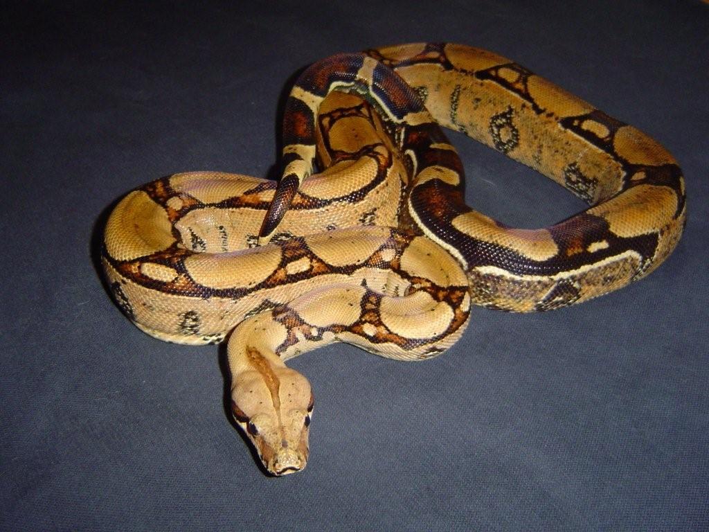 Squaretail male