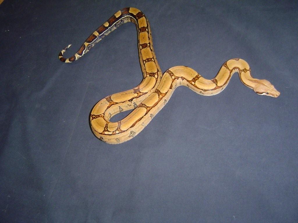 Squaretail female