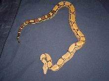 Squaretail from 2006