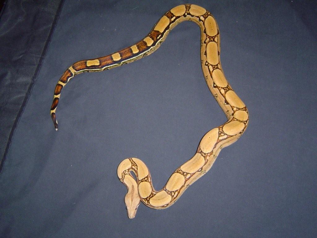 Squaretail from 2006