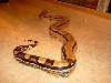 Squaretail female