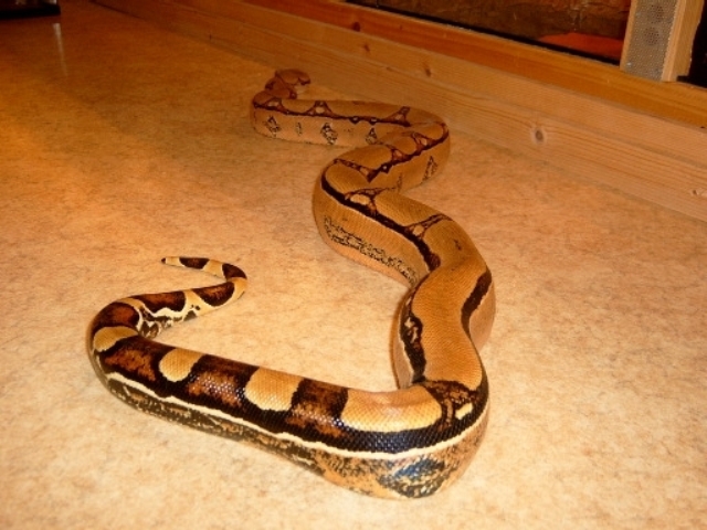 Squaretail female
