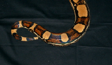 Squaretailboa tail