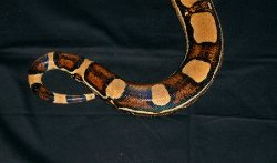 Squaretailboa tail