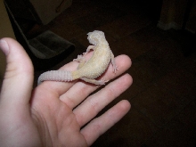 not sure what he is? got him at petco