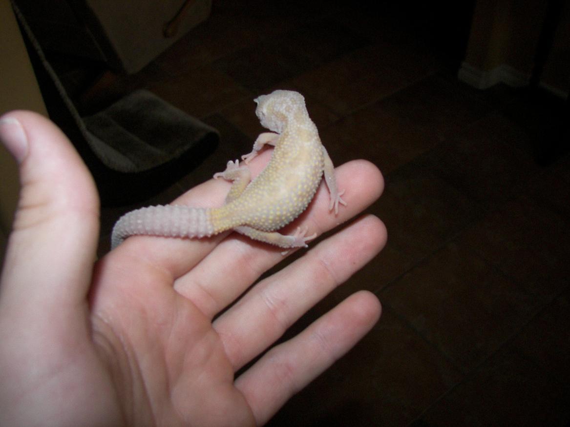 not sure what he is? got him at petco