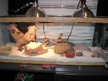 another picture of my leos cage