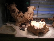 left side of cage