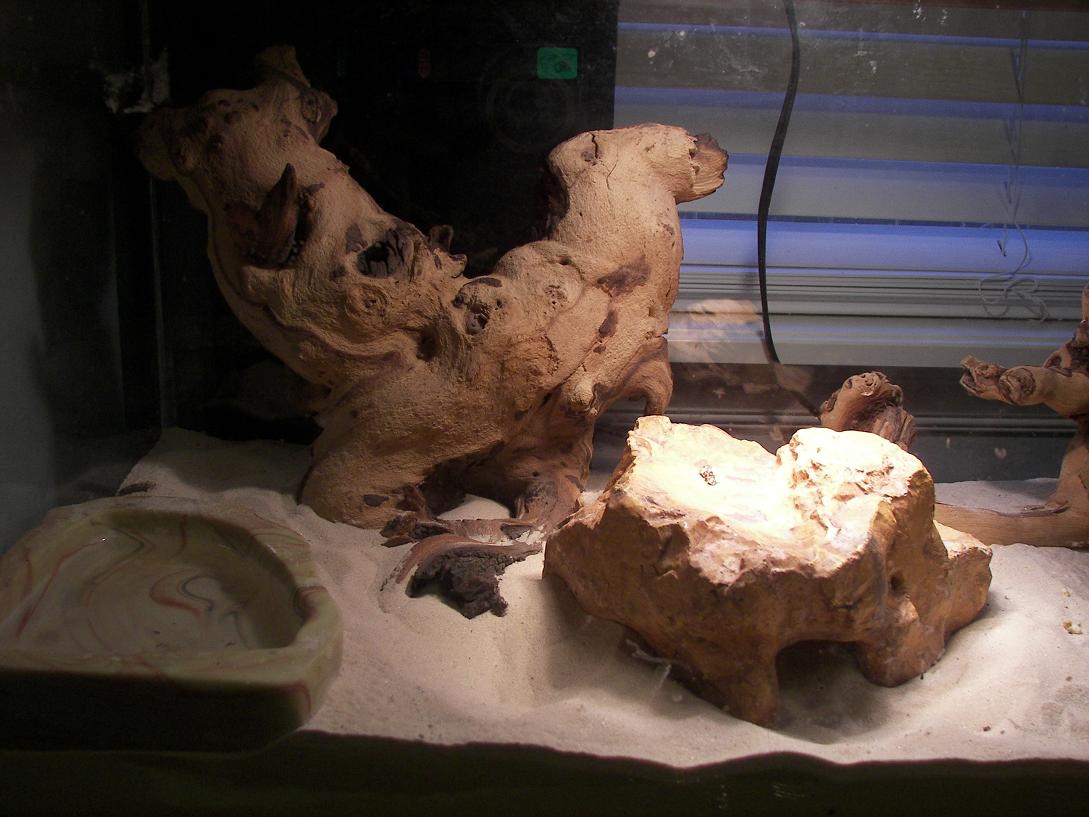 left side of cage