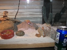 right side of cage with 1 of the leos