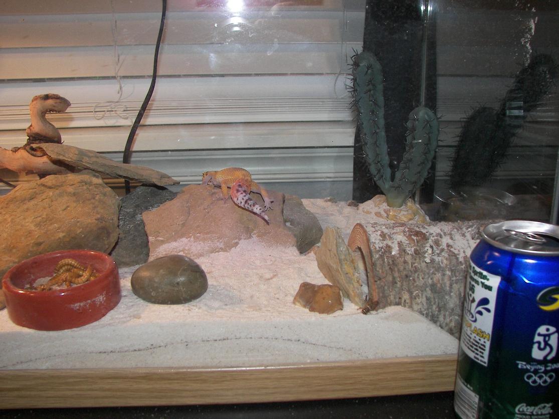 right side of cage with 1 of the leos