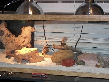 my 2 leos cage