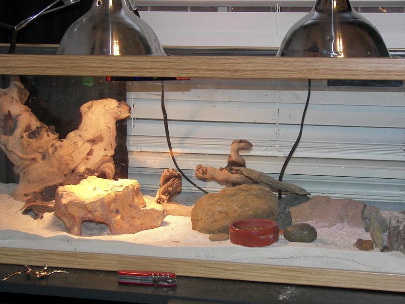 my 2 leos cage