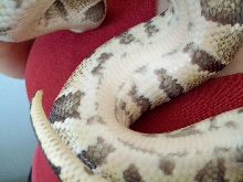 ozzybelly