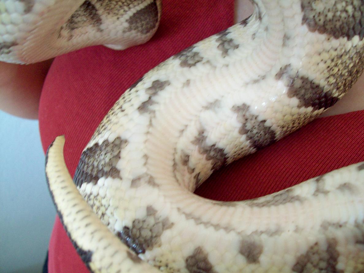 ozzybelly