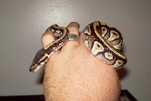 Xerxes 4