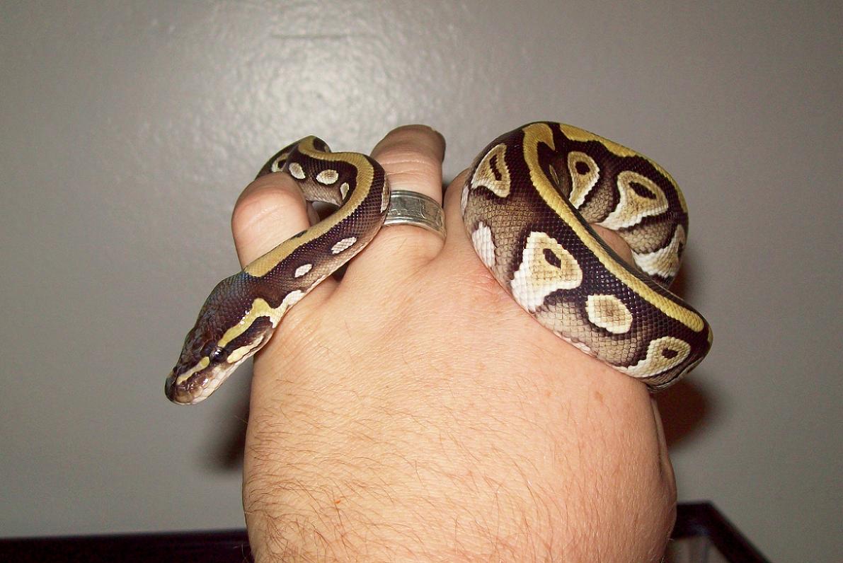 Xerxes 4