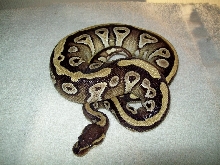 Xerxes 1/13/09