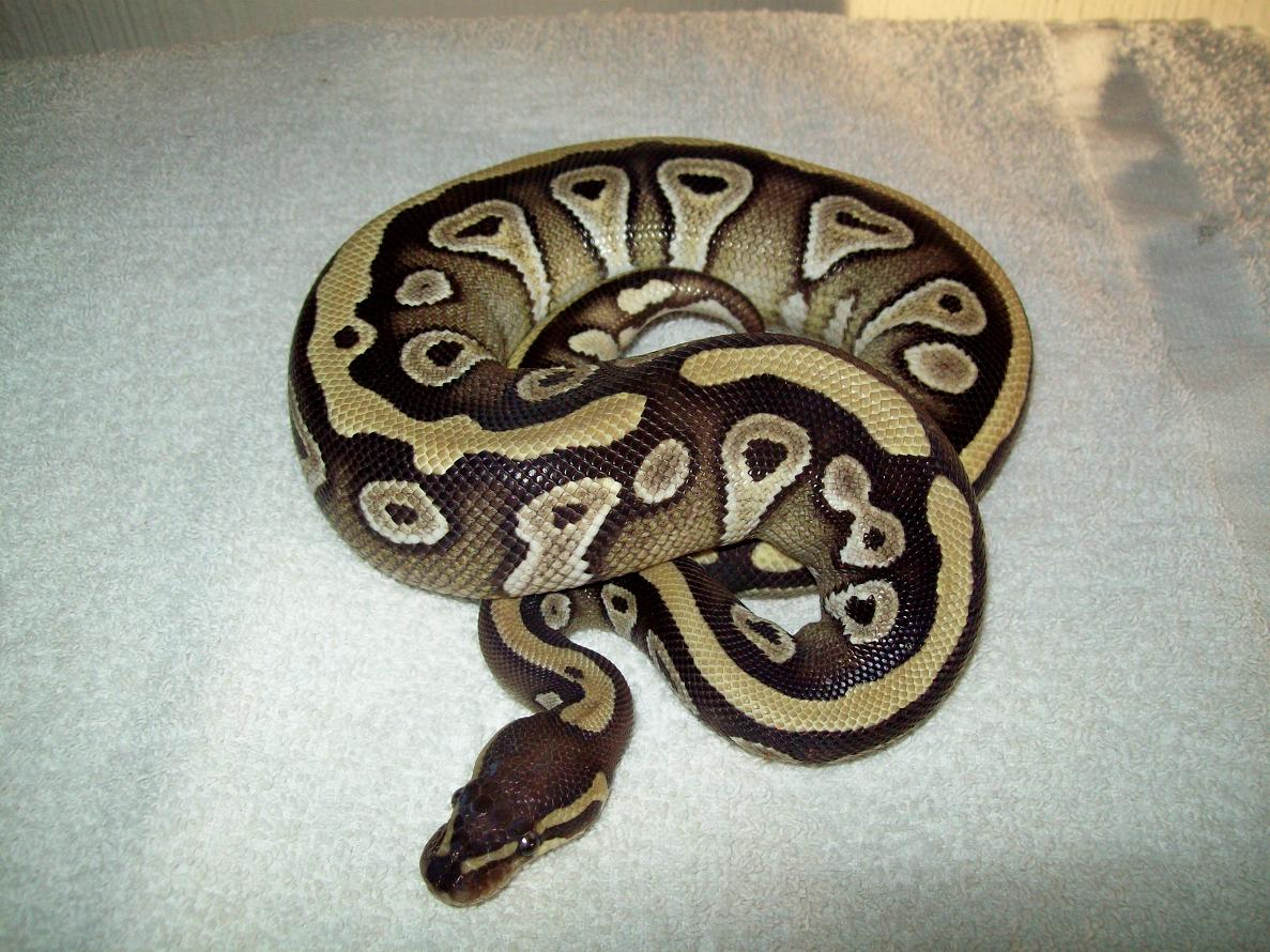 Xerxes 1/13/09