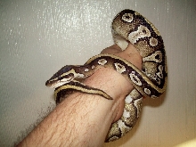 Xerxes2 1/13/09
